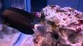 Orange-socket surgeonfish (Acanthurus auranticavus)