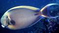 Augenfleck-Doktorfisch (Acanthurus bariene)