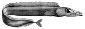 Schwarzer Degenfisch (Aphanopus carbo)