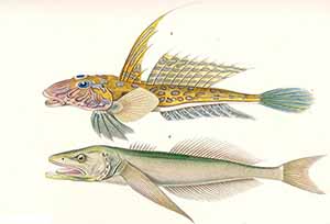 Gestreifter Leierfisch (Männchchen und Weibchen)
