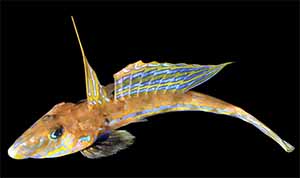 Gestreifter Leierfisch (Callionymus lyra)