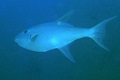 Largescale triggerfish (Canthidermis macrolepis)