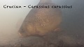 Karausche (Carassius carassius)