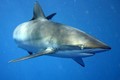 Seidenhai (Carcharhinus falciformis)