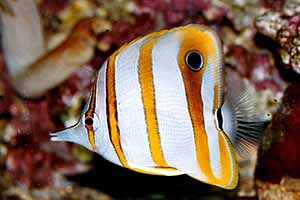 Kupferstreifen-Pinzettfisch (Chelmon rostratus)