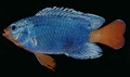 Blauer Korallenfisch (Chrysiptera cyanea)