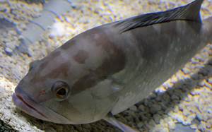 Roter Zackenbarsch (Epinephelus morio)