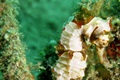 Winged seahors (Hippocampus alatus)