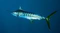 Blauer Marlin (Makaira nigricans)