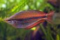 Juwelen-Regenbogenfisch (Melanotaenia trifasciata)