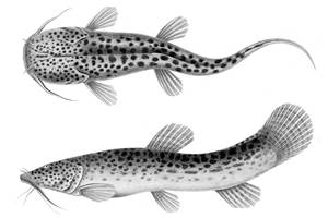 Mountain catfish (Nematogenys inermis)