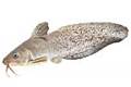 Cooper creek catfish (Neosiluroides cooperensis)