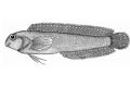 Parenchelyurus hepburni