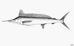 Langschnäuziger Speerfisch (Tetrapturus pfluegeri)