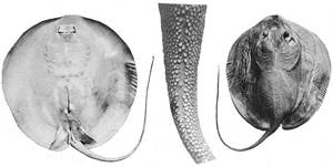 Igelrochen (Urogymnus asperrimus)
