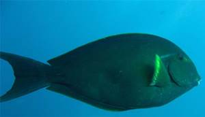 Whitefin surgeonfish (Acanthurus albipectoralis)