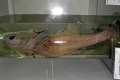 Kumagai-uo (Agonomalus jordani)
