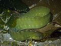 Gitter-Butterfisch (Apodichthys flavidus)