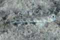 Scheckige Meergrundel (Arcygobius baliurus)