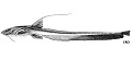 Aspredinichthys filamentosus