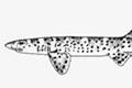 Australischer Marmor-Katzenhai (Atelomycterus macleayi)