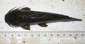 Schwielenwels (Callichthys callichthys)