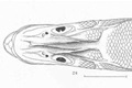 Schwertträger-Snook (Centropomus ensiferus)
