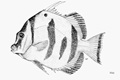 West African spadefish (Chaetodipterus lippei)