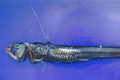 Viperfisch (Chauliodus sloani)