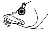 Cirrhibarbis capensis, Kopf, Urheber/Quelle/Lizenz: South African Institute for Aquatic Biodiversity, GBIF, CC BY 4.0