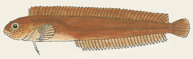 Clinoporus biporosus (Ladder klipfish)