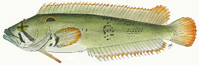 Clinus acuminatus (Sad klipfish)