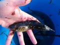 Cologrammus flavescens (Short-tassel weedfish)