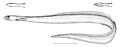 Derichthys serpentinus