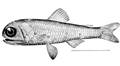 Weißgepunkteter Laternenfisch (Diaphus rafinesquii)