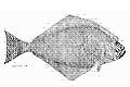 Stachelschweinfisch (Diodon hystrix)