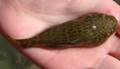 Purpur-Schildfisch (Diplocrepis puniceus)