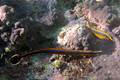 Narrowstripe pipefish (Doryrhamphus bicarinatus)