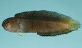 Kastanien-Schleimfisch (Enchelyurus kraussii)