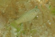 Floridichthys carpio, Urheber/Quelle/Lizenz: © Kent Miller, iNaturalist, CC BY-NC 4.0
