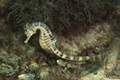 Dickbauchseepferdchen (Hippocampus abdominalis)