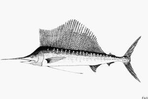 Atlantischer Fächerfisch (Istiophorus albicans)