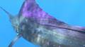 Fächerfisch (Istiophorus platypterus)