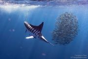 Gestreifter Marlin (Kajikia audax), Urheber/Quelle/Lizenz: © Fernando Olea, iNaturalist, CC BY-NC 4.0