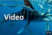 Gestreifter Marlin (Kajikia audax), Urheber/Quelle/Lizenz: Terry Maas, Video bei YouTube