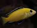 Goldener Labidochromis (Labidochromis caeruleus)