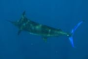 Blauer Marlin (Makaira nigricans), Urheber/Quelle/Lizenz: © Rafael de la Parra, NaturaLista Mexiko, CC BY-NC 4.0