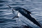 Blauer Marlin (Makaira nigricans), Urheber/Quelle/Lizenz: NOAA, Wikimedia, pd