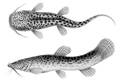 Mountain catfish (Nematogenys inermis)