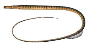 Kleine Schlangennadel (Nerophis ophidion)